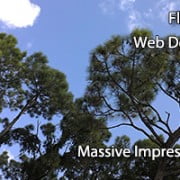 Florida Web Design
